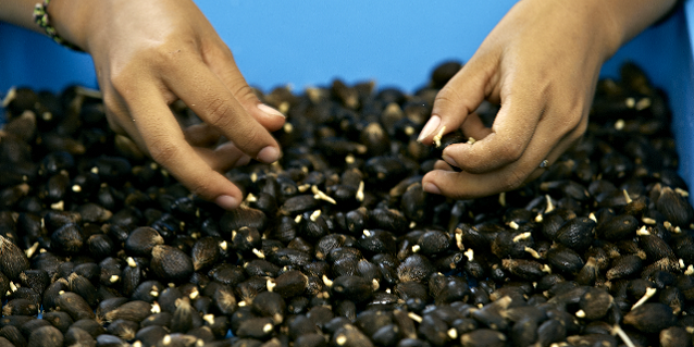 http://www.inside-rge.com/wp-content/uploads/2015/05/Oil-Palm-Seeds.png