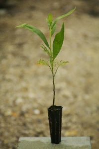 Acacia mangium sapling