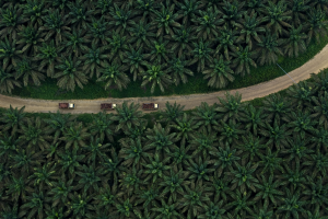 Asian Agri Oil Palm Plantation