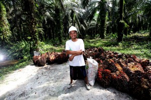 Independent smallholder Siswoyo poses with his fresh fruit bunch harvest