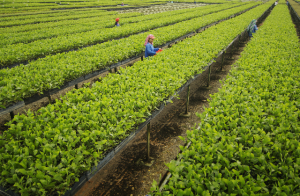 APRIL Group uses best practices, R&D and technology to cultivate quality seedlings.