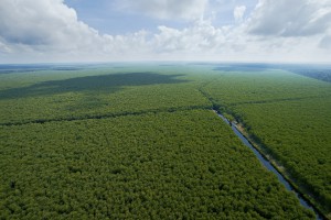 Inside RGE - Sustainable Plantation Forest (1) - Growth and Conservation