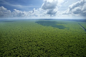 Inside RGE - Sustainable Plantation Forest (2)