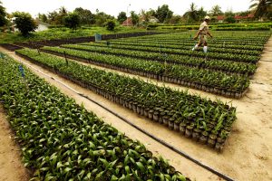 Asian Agri Topaz Seedlings