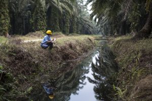 Water management in our palm oil estates