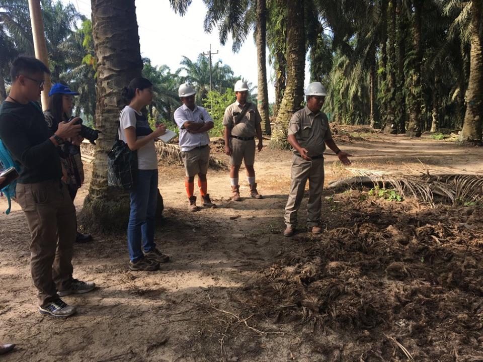 Empty fruit bunches are spread between oil palm trees as fertilisers. This reduces the use of chemical fertilisers by 50%.