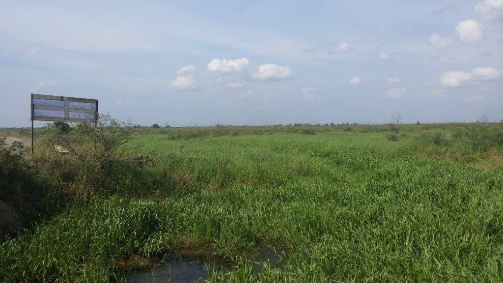 In Riau, fires tend to arise from encroachment on idle land. Without forests, the humidity is lower and temperatures are higher. This makes it easier for encroachers to set fires which then become widespread. In the photo: one of the idle plots of land which are typically implicated in fires.