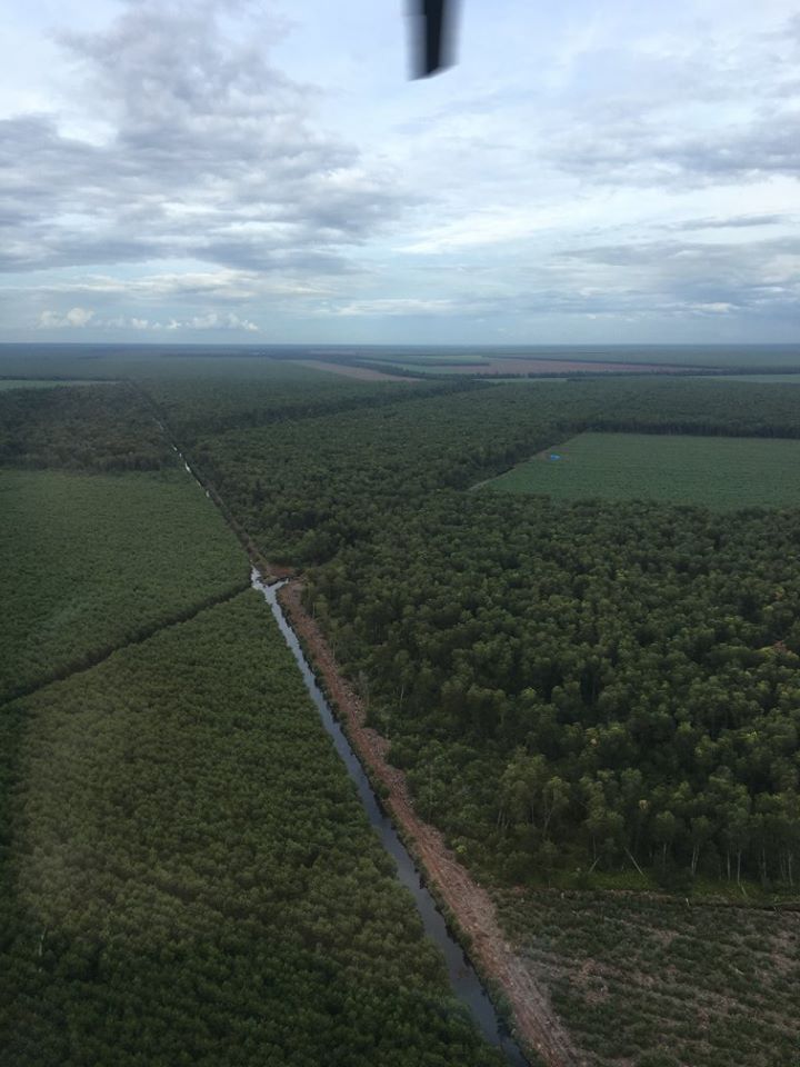 APRIL implements "ring plantations" as a way to protect conservation forest from encroachment and degradation. An acacia plantation is established around the core conservation forest area, creating a buffer zone. This prevents illegal logging and human encroachment.