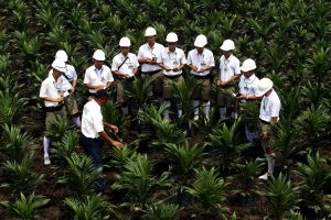 Palm oil production is a vital pillar of the Indonesian economy