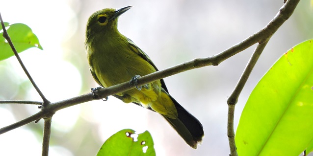 Ecosystem Restoration: A Salute to the Field Teams at Restorasi Ekosistem Riau (RER)