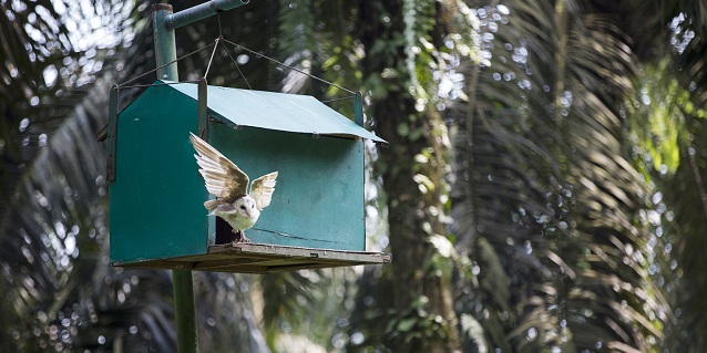 Asian Agri’s Integrated Pest Management Program using Owls & Hibiscus Flowers