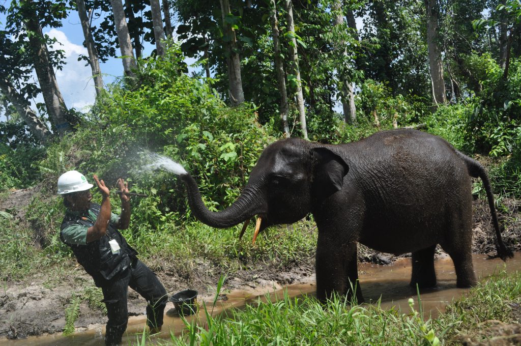 A splashing good time between an elephant trainer and one of the youngest members of APRIL's Elephant Flying Squad