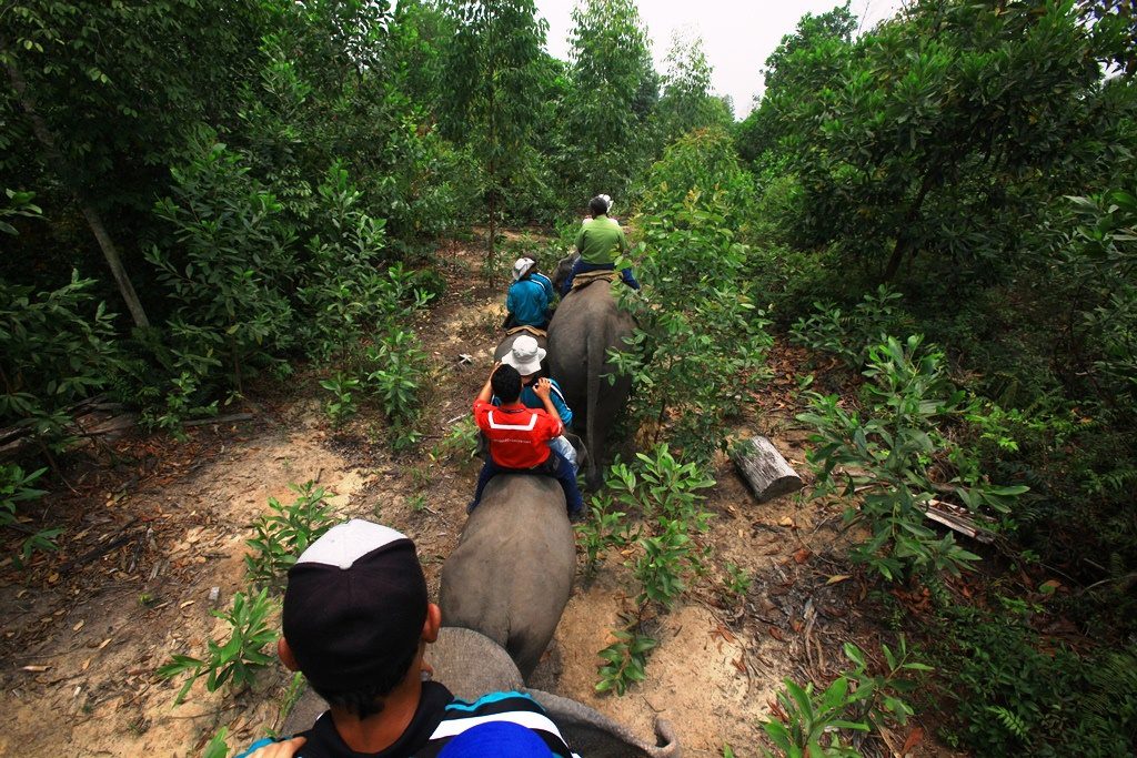 RAPP and Asian Agri’s Efforts in Reducing Elephant-Human Conflicts Praised by World Wide Fund for Nature
