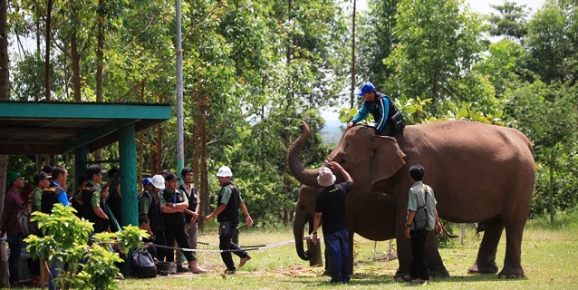 Efforts to Reduce Elephant-Human Conflicts Praised by World Wide Fund