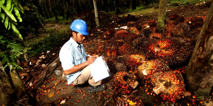 Asian Agri – Palm Oil Producers Sustainability Report Highlights Commitment to Engagement, Transparency and Traceability