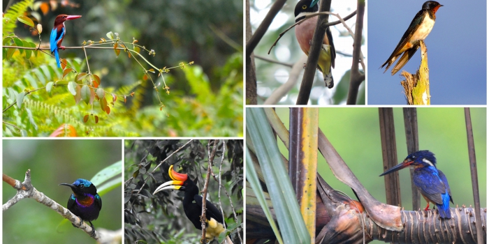 RER: Protecting and Documenting Endangered Bird Life in the Kampar Peninsula