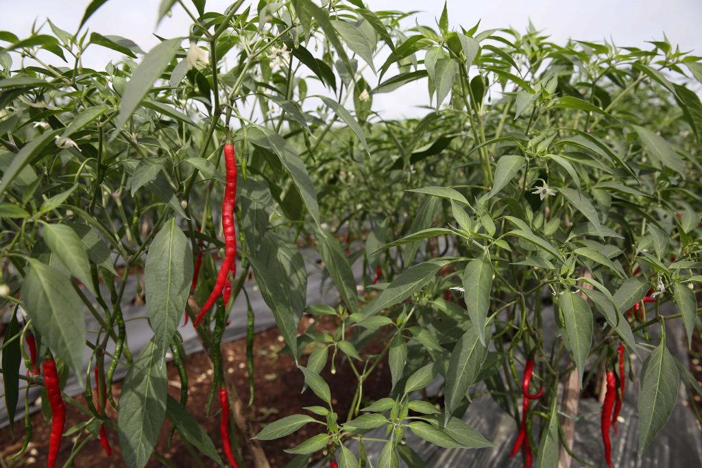 RER chilli farm conservation farmer riau