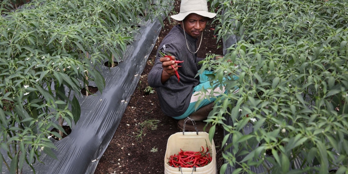 RER: Where Conservation and Chilli Farming Meet