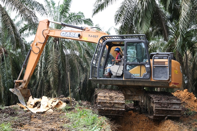 Asian Agri Palm Oil replanting