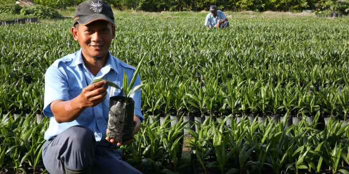 Asian Agri Helps Smallholders Replant, Provides Superior Topaz Oil Palm Seeds