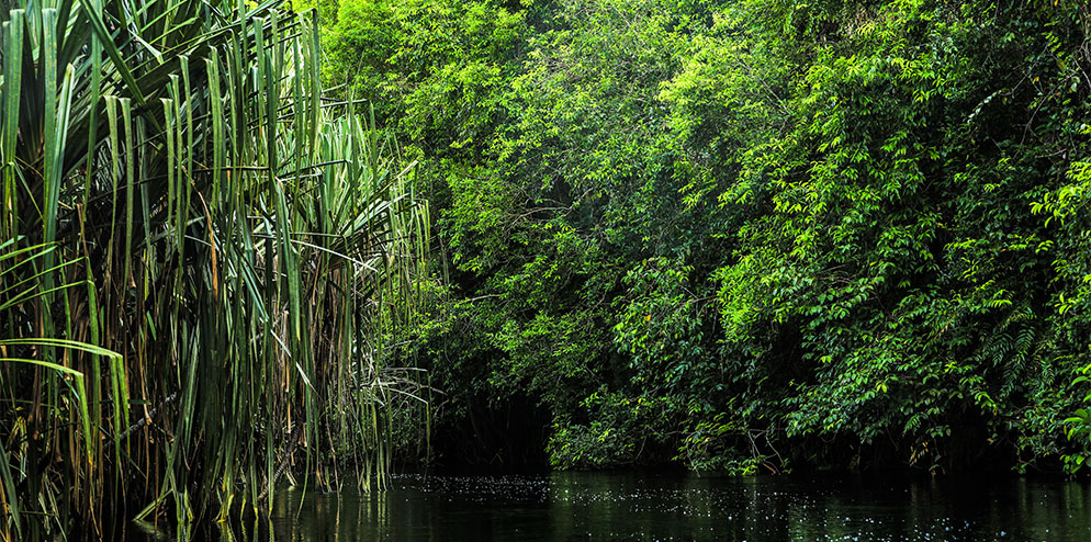 Riau Ecosystem Restoration
