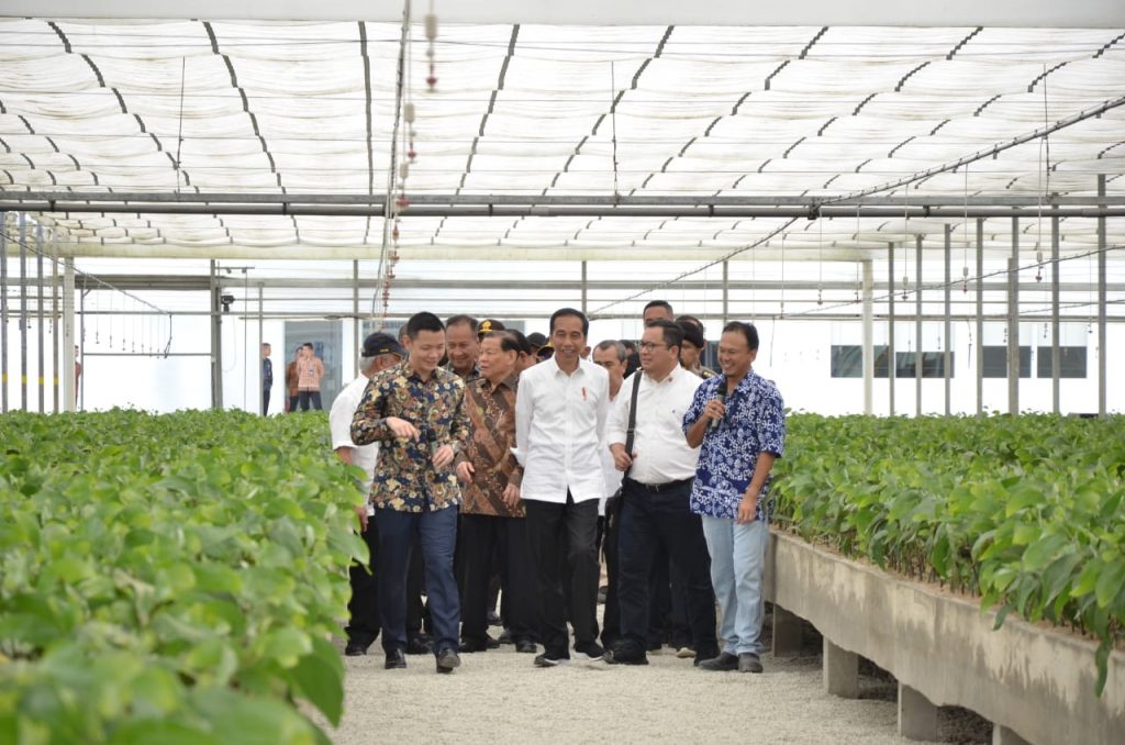 President Jokowi tours APRIL PT RAPP nursery with Anderson Tanoto and Sukanto Tanoto