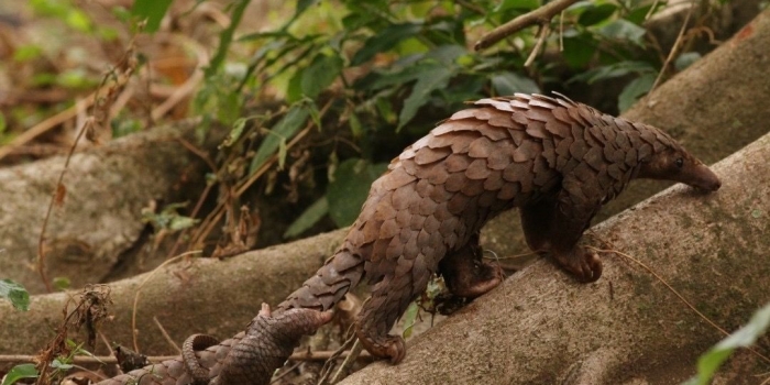 Safeguarding the Sunda Pangolin: RER’s Commitment to Wildlife Protection and Conservation