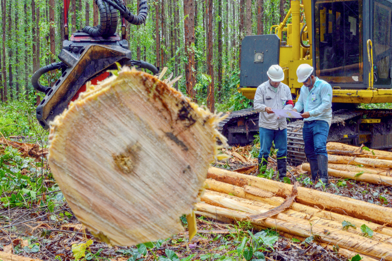 Harvest at Bracell Bahia.
