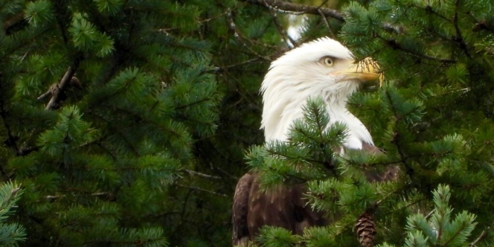 How Woodfibre LNG Integrates Conservation into Operations: Wildlife Management at Howe Sound