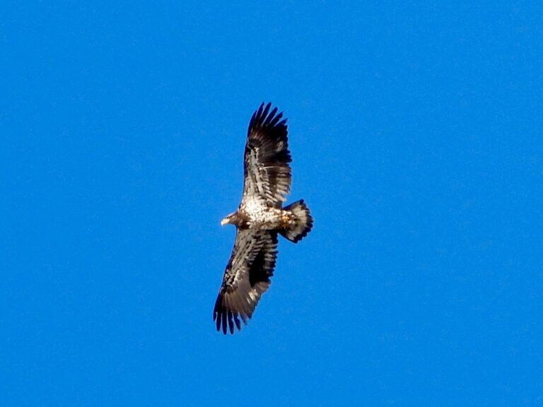 Eagle spotted at Woodfibre LNG's site in Squamish.