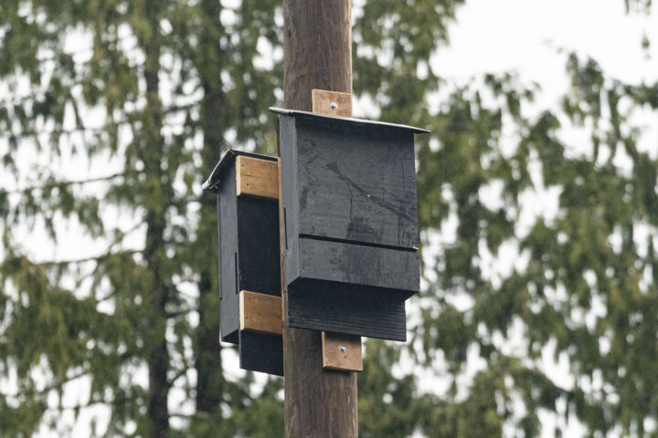 Bat box installed at Woodfibre LNG as part of habitat availability.